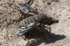 Conophorus fenestratus