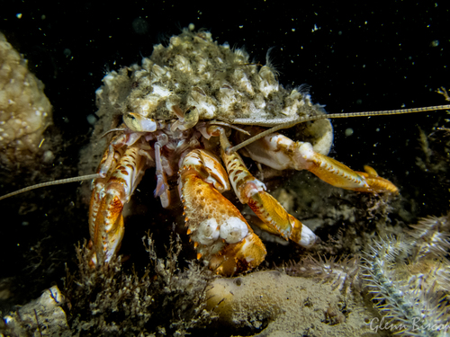 Common Hermit Crab, photo 5 of 7
