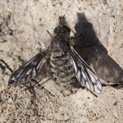 Conophorus fenestratus