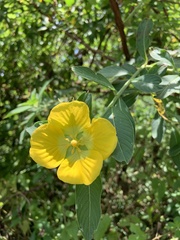 Ludwigia peruviana image