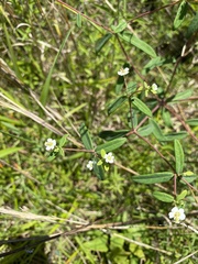Euphorbia pubentissima