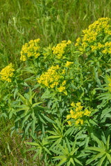 Euphorbia stepposa