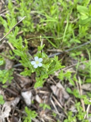 Moehringia lateriflora
