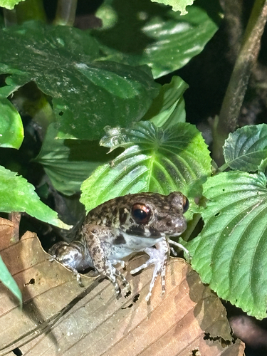 Pulchrana glandulosa, 2026-08-31