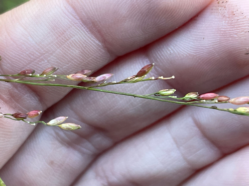 Zuloagaea bulbosa observed 2026-09-21