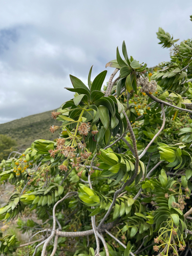 Dubautia arborea observed 2026-10-03