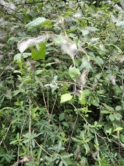 Yponomeuta evonymella