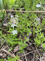 Moehringia lateriflora
