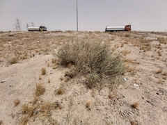 Heliotropium bacciferum