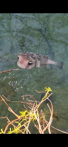 Chilomycterus, 2026-07-30