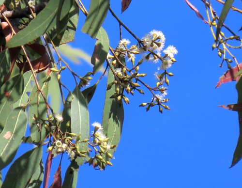 Eucalyptus siderophloia observed 2026-10-03