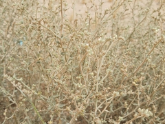 Heliotropium bacciferum