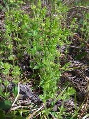 Cruciata glabra krylovii
