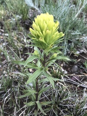 Castilleja lutescens
