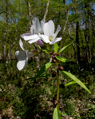 Cardamine bulbifera