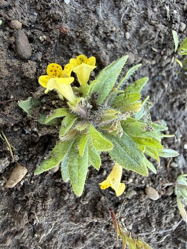 Egg Lake monkeyflower (Diplacus pygmaeus)