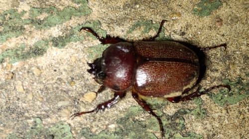 Minisiderus minicola