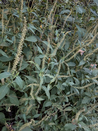 giant ragweed