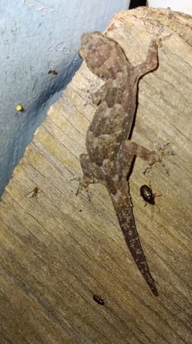 Tropical House Gecko