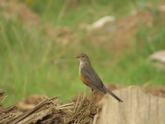 Turdus rufiventris