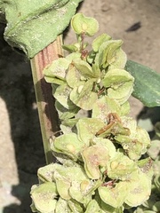 Rumex