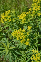 Euphorbia stepposa