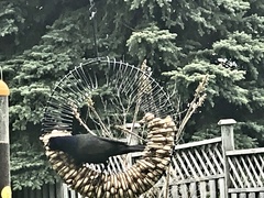 Quiscalus quiscula versicolor