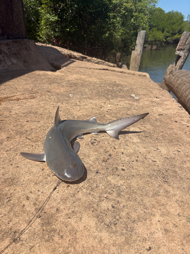 Bull Shark