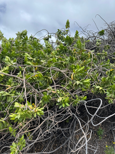 Dubautia arborea observed 2026-10-03
