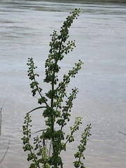 Rumex