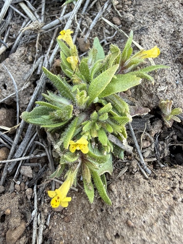 Egg Lake monkeyflower (Diplacus pygmaeus)