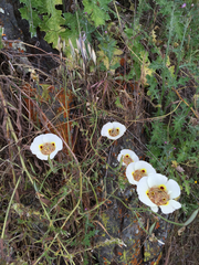 Calochortus superbus