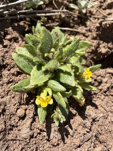 Egg Lake monkeyflower (Diplacus pygmaeus)