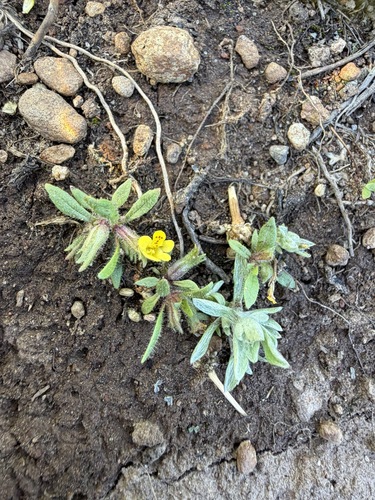 Egg Lake monkeyflower (Diplacus pygmaeus)