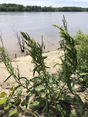 Rumex