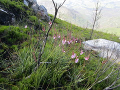 Watsonia knysnana