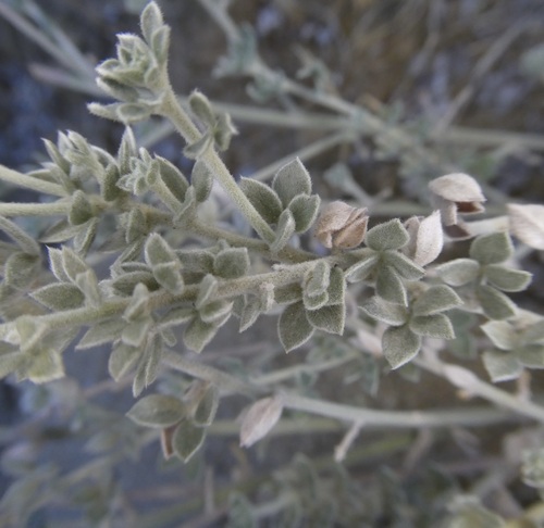 Acmispon argophyllus observed 2026-10-03