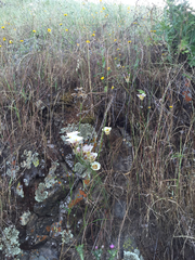 Calochortus superbus