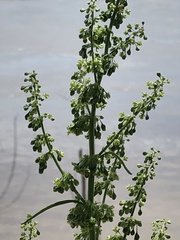 Rumex