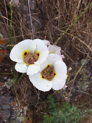 Calochortus superbus