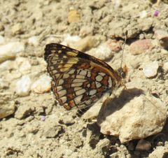 Chlosyne gabbii