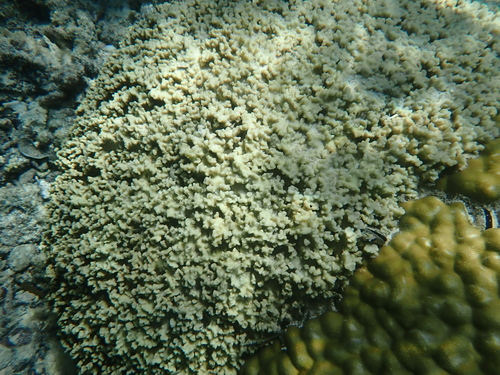 Porites rus observed 2026-10-04