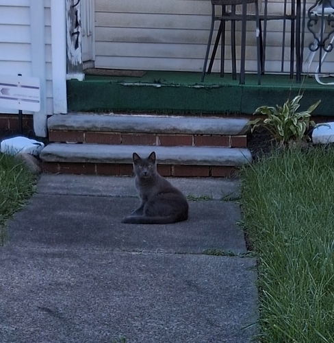 Domestic Cat