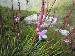 Watsonia knysnana