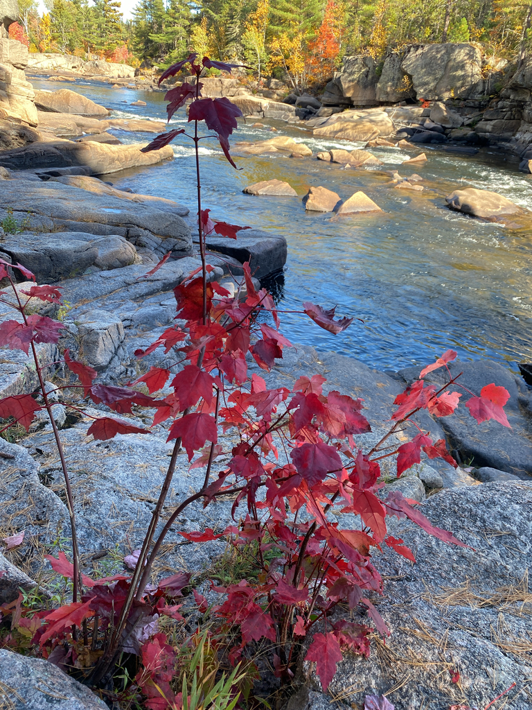 A red maple sapling on the rocks above a river, with gold, orange and green woods along the far bank.