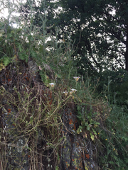 Calochortus superbus