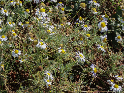Anthemis cotula observed 2026-10-03