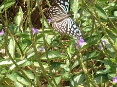 Ideopsis similis persimilis