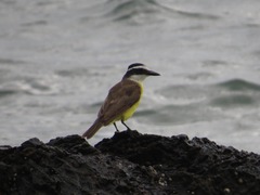 Pitangus sulphuratus