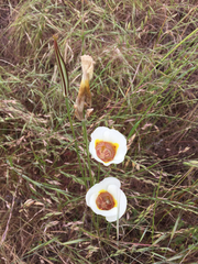 Calochortus superbus